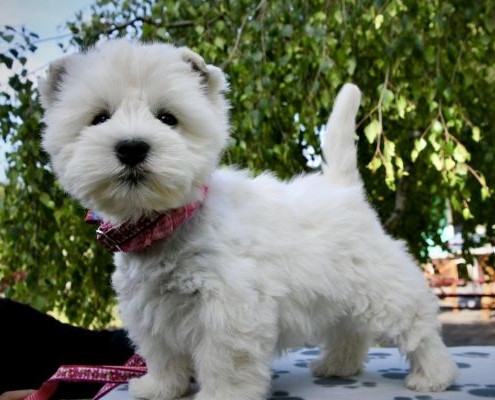 West Highland White Terrier von der Texas Ranch