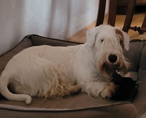 Sealyham Terrier Dudwell