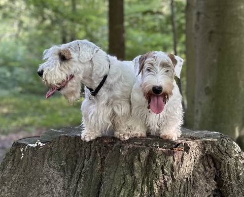 Sealyham Terrier Esme alias Dudwell Oda Mae Orakel of Life und Sherlock alias Just Like Sherlock Holmes Amberwheat‘s