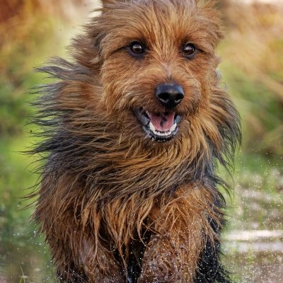 Australian Terrier von den Grauen Anfurten