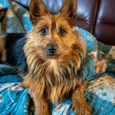 Australian Terrier vom Kempensiefen