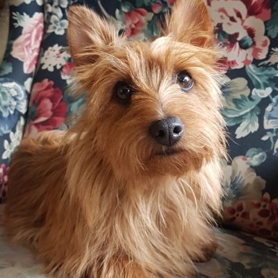 Australian Terrier My Celtic Fellow