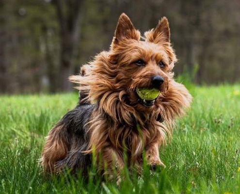 Australian Terrier Dagobert alias Baywind's Athan