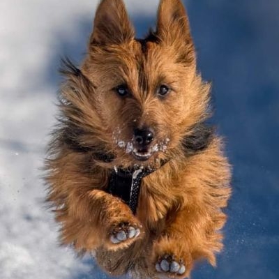 Australian Terrier Lesnoy's