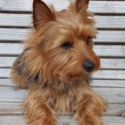 Australian Terrier My Celtic Fellow