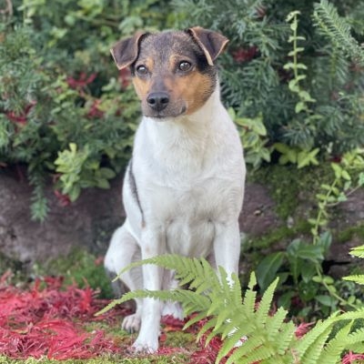 Brasilianischer Terrier Lollypops