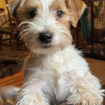 Jack Russell Terrier Dragonheart