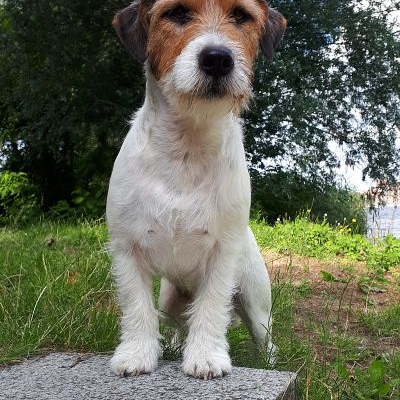 Jack Russell Terrier Izuya Sent by Speed Zamarra