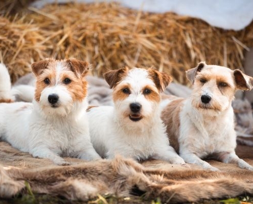 Jack Russell Terrier Iliana vom Räuberweg , Beeke vom Schomberger Wald , Madonna from Paradise of Wind