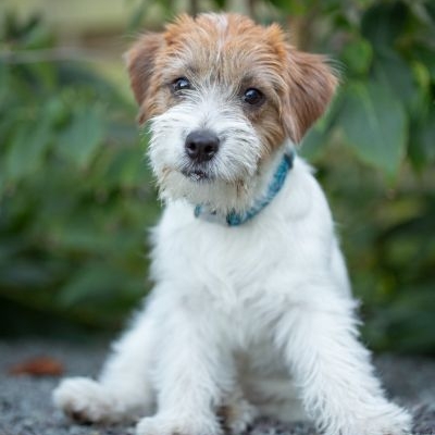 Jack Russell Terrier Port Fortis