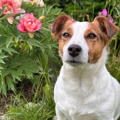 Jack Russell Terrier von der Stallermühle