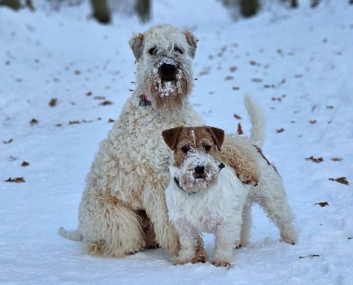 Soft Coated Wheaten Terrier Joris alias Rouxbooos Space Cadet Glow und Jack Russell Terrier Piet Ballyhoo Jacks Pretty Perfect