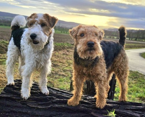 Drahthaar Foxterrier von Barge und Welsh Terriervon der Lieschen