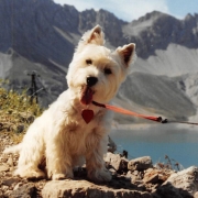 West Highland White Terrier -Caesar