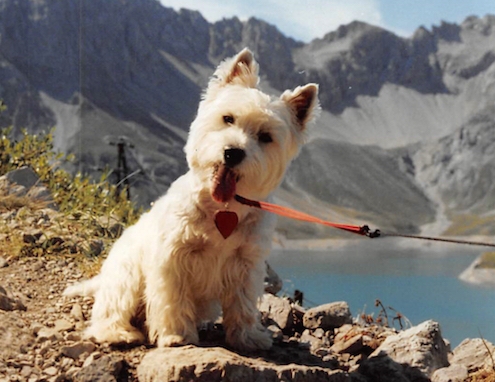 West Highland White Terrier -Caesar