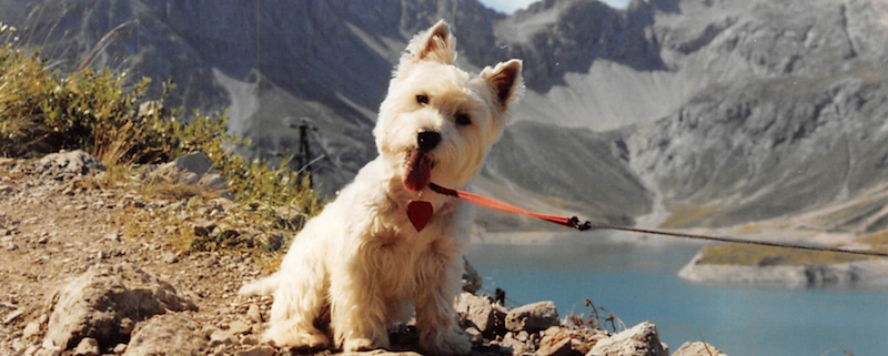 West Highland White Terrier -Caesar