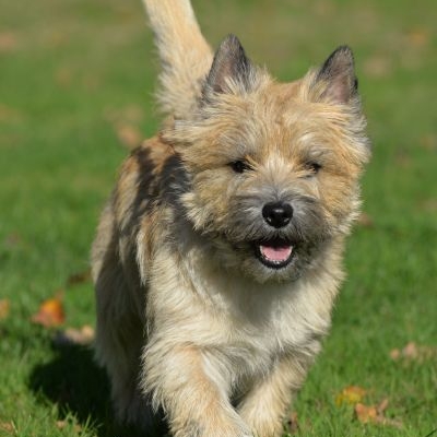 CairnTerrier of Lucky Goblins