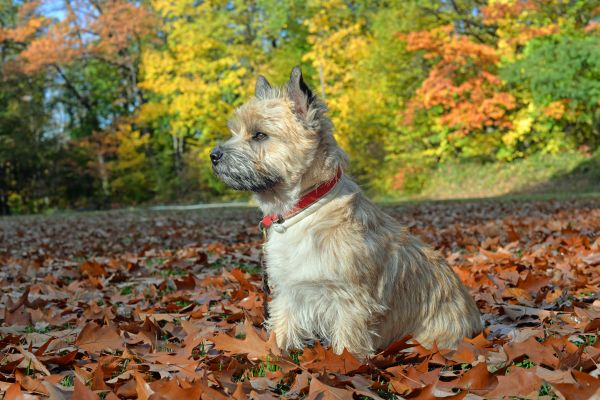 Cairn Terrier Leo im Herbstlaub