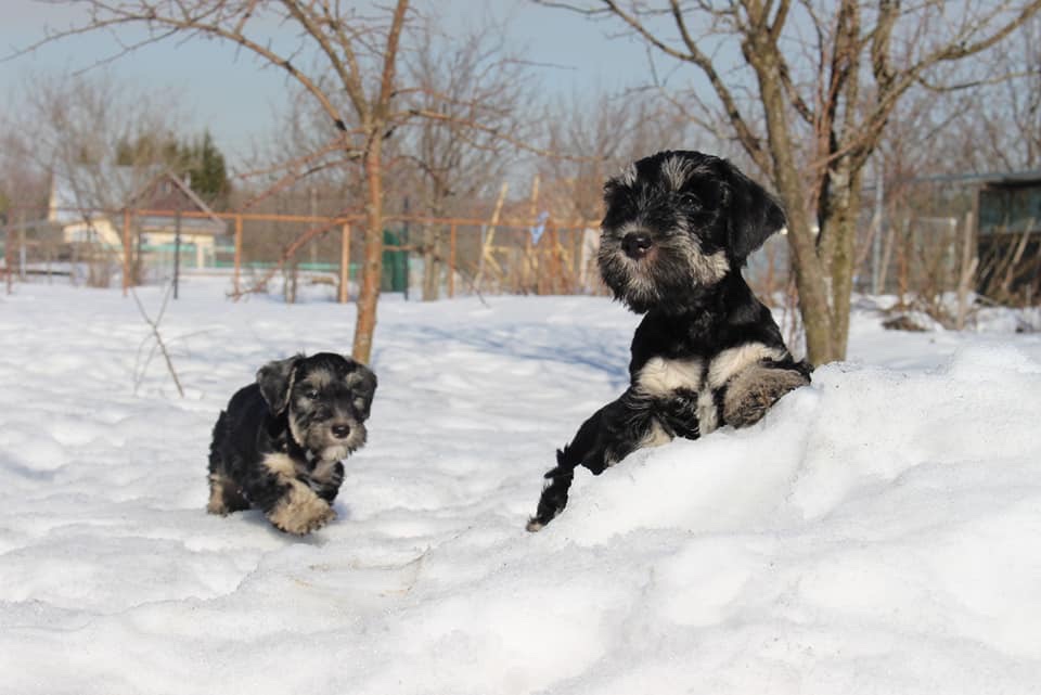 Cesky Terrier