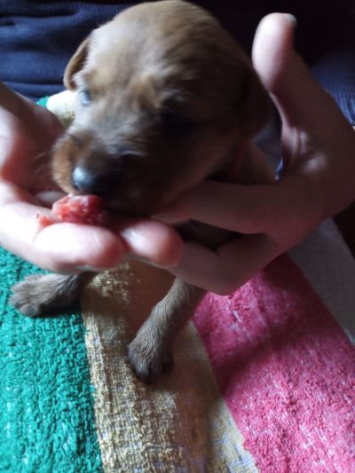 Kleiner Irish Terrier Welpe wird auf der Hand gefüttert