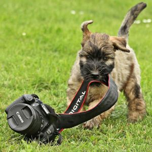 Wheaten Terrier mit Fotoapparat