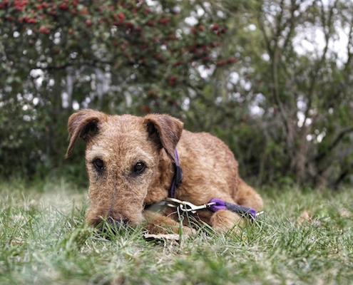 Irish Terrier Funny Dancer