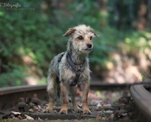 Yorkshire-Jack Russell Mix Lucky