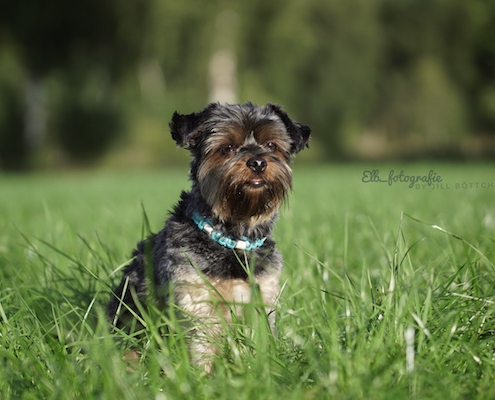 Yorkshire Terrier BEXTER