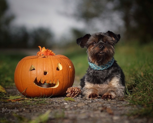 Yorkshire Terrier BEXTER (Helloween)