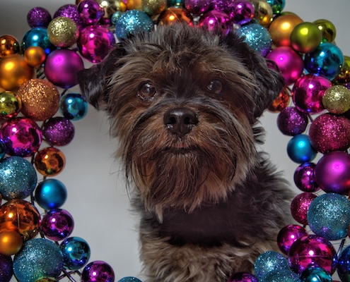 Yorkshire Terrier BEXTER (Weihnachten 2020)