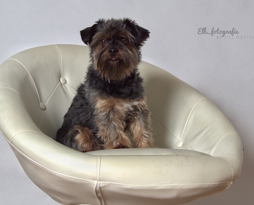 Yorkshire Terrier BEXTER (Studio-Fotografie)