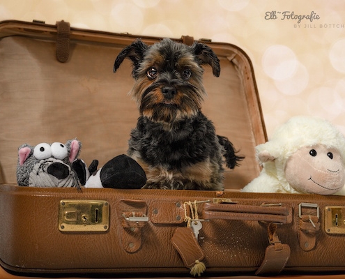 Yorkshire Terrier BEXTER im Reisekoffer