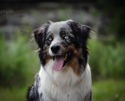 Australian Shepherd SAMMY