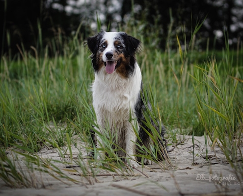 Australian Shepherd SAMMY