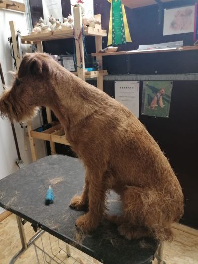 Irish Terrier auf dem Trimmtisch