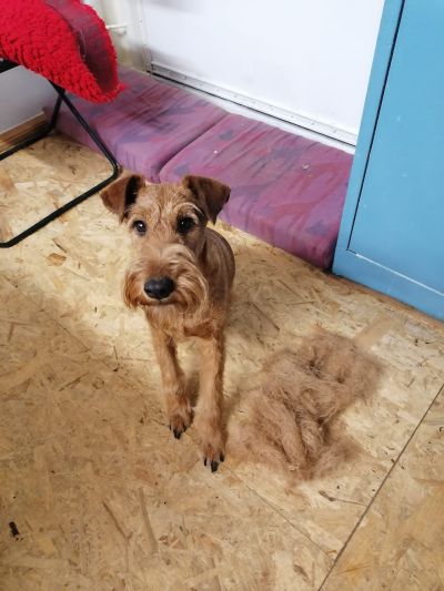 Irish Terrier mit abgetrimmtem Fell