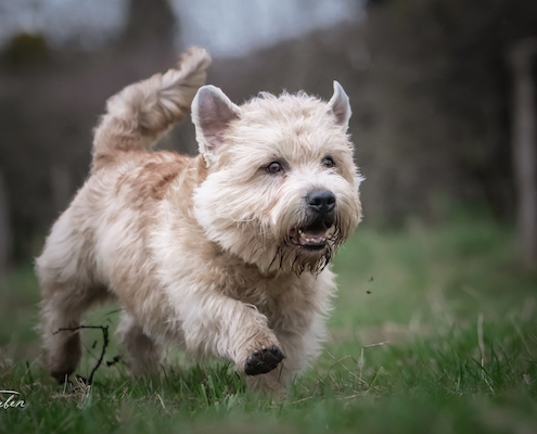 Glen of Imaal Terrier