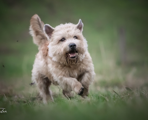 Glen of Imaal Terrier