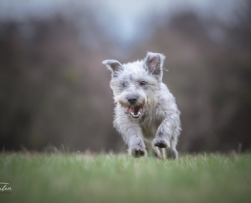 Glen of Imaal Terrier