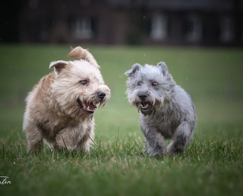 Glen of Imaal Terrier