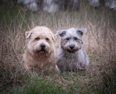 Glen of Imaal Terrier