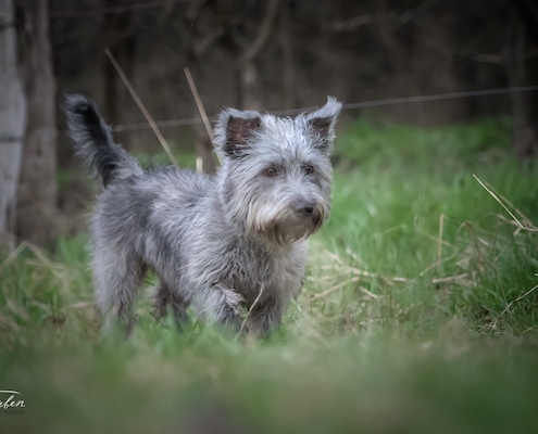 Glen of Imaal Terrier