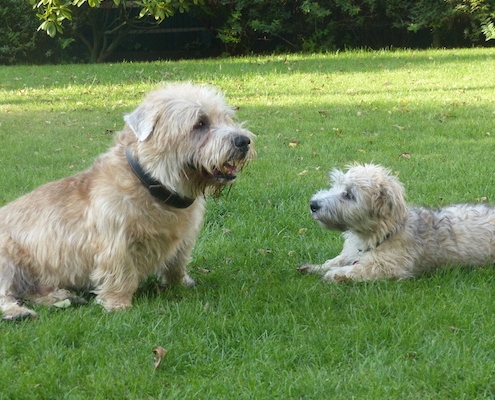 Glen of Imaal Terrier