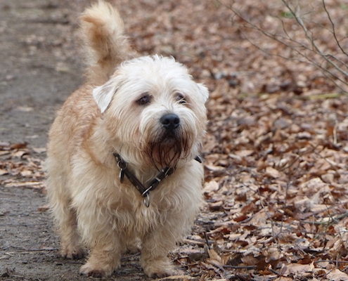 Glen of Imaal Terrier