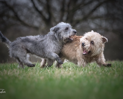 Glen of Imaal Terrier