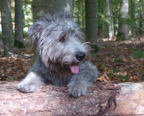 Glen of Imaal Terrier