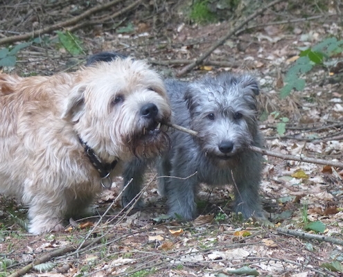 Glen of Imaal Terrier