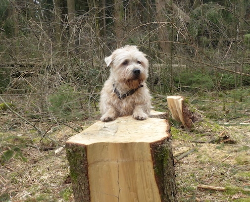 Glen of Imaal Terrier