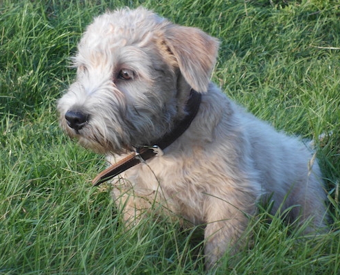 Glen of Imaal Terrier