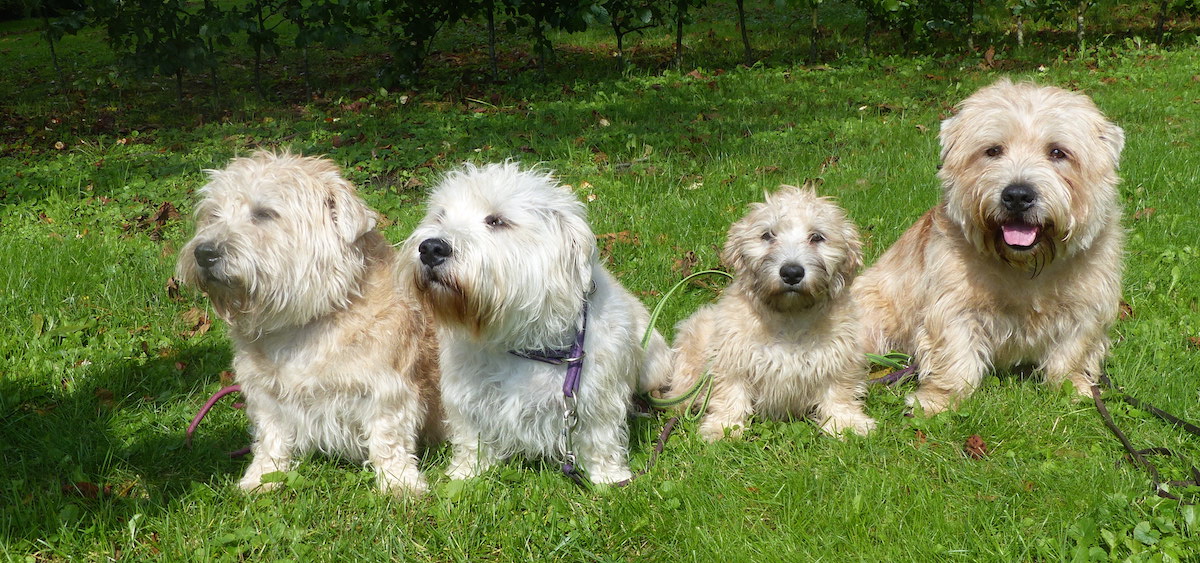 Glen of Imaal Terrier